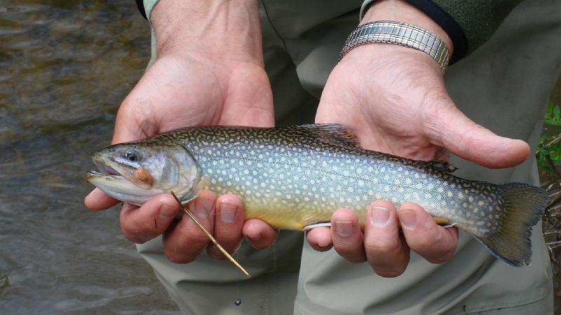 Brookie close up.JPG